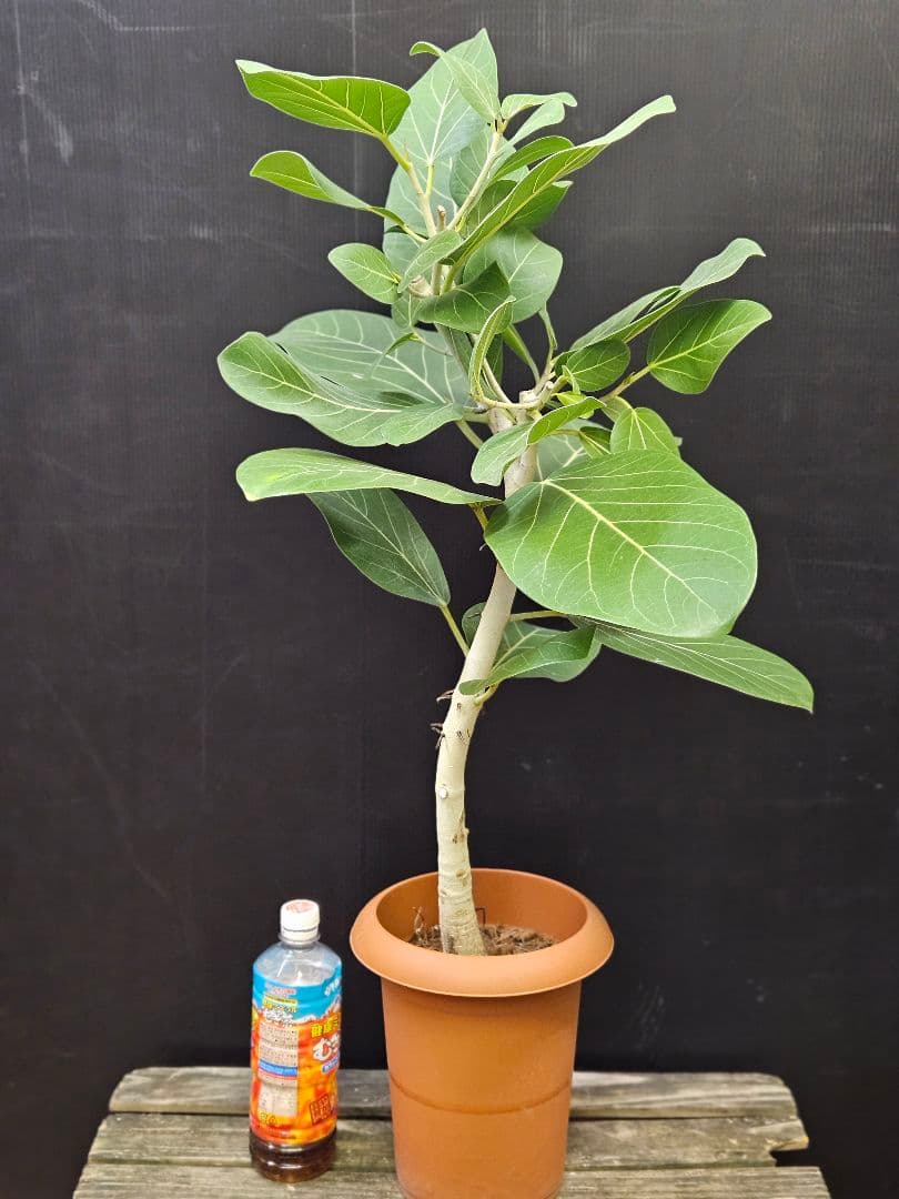 人気の曲がり 観葉植物 フィカス ベンガレンシス 7号鉢 写真現物 美形
