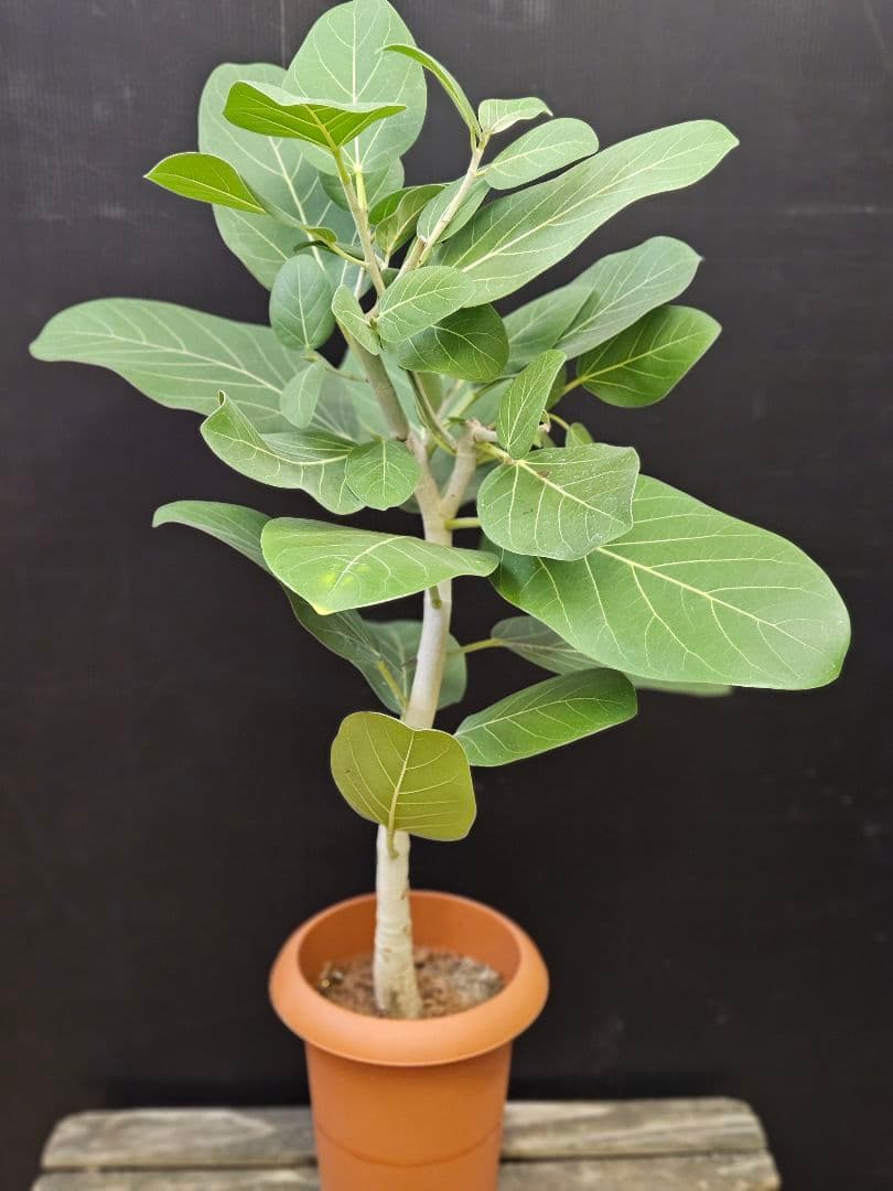 人気の曲がり 観葉植物 フィカス ベンガレンシス 7号鉢 写真現物 美形