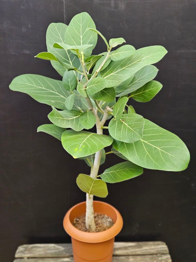 人気の曲がり 観葉植物 フィカス ベンガレンシス 7号鉢 写真現物 美形