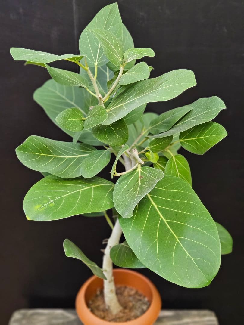 人気の曲がり 観葉植物 フィカス ベンガレンシス 7号鉢 写真現物 美形