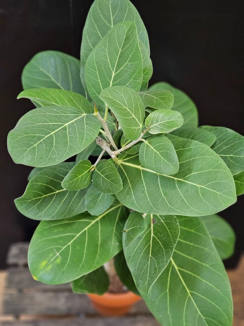 人気の曲がり 観葉植物 フィカス ベンガレンシス 7号鉢 写真現物 美形