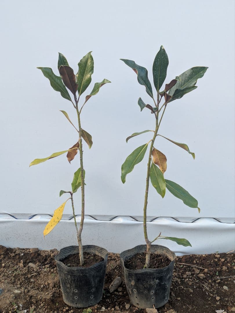 タイサンボク　ケイパレス