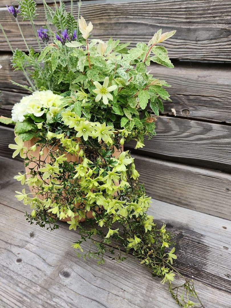 寄せ植え　クレマチス　ペトリエイ　桜でまり　ピンクアイス　テラコッタ鉢