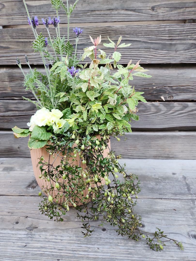 寄せ植え　クレマチス　ペトリエイ　桜でまり　ピンクアイス　テラコッタ鉢