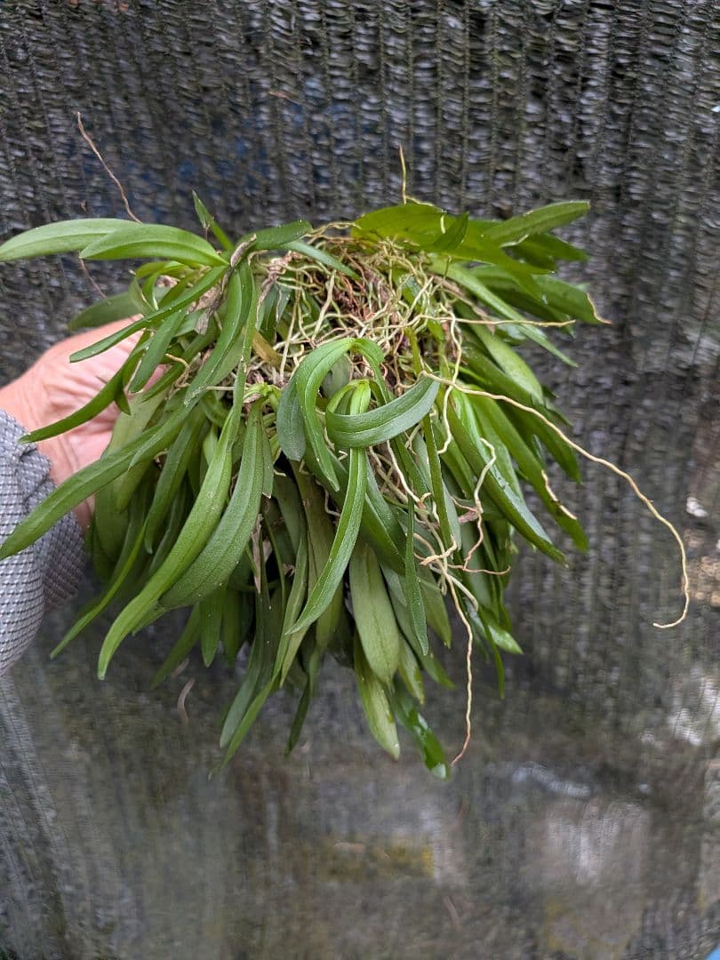俊*村様 山野草、ラン科植物、着生植物　[カシノキラン]　超特大株