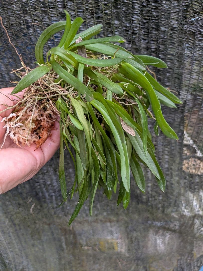 俊*村様 山野草、ラン科植物、着生植物　[カシノキラン]　超特大株
