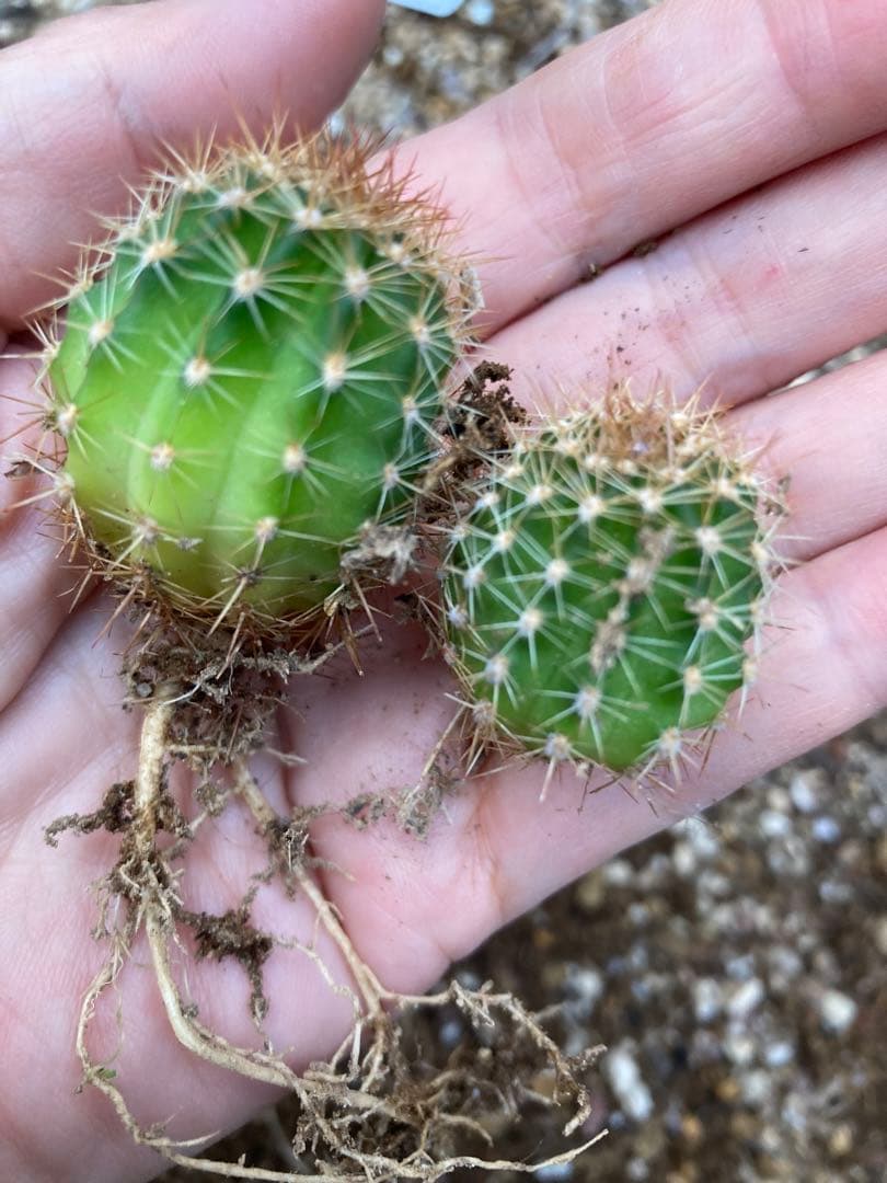 サボテン 美女丸hyb カキコ2個