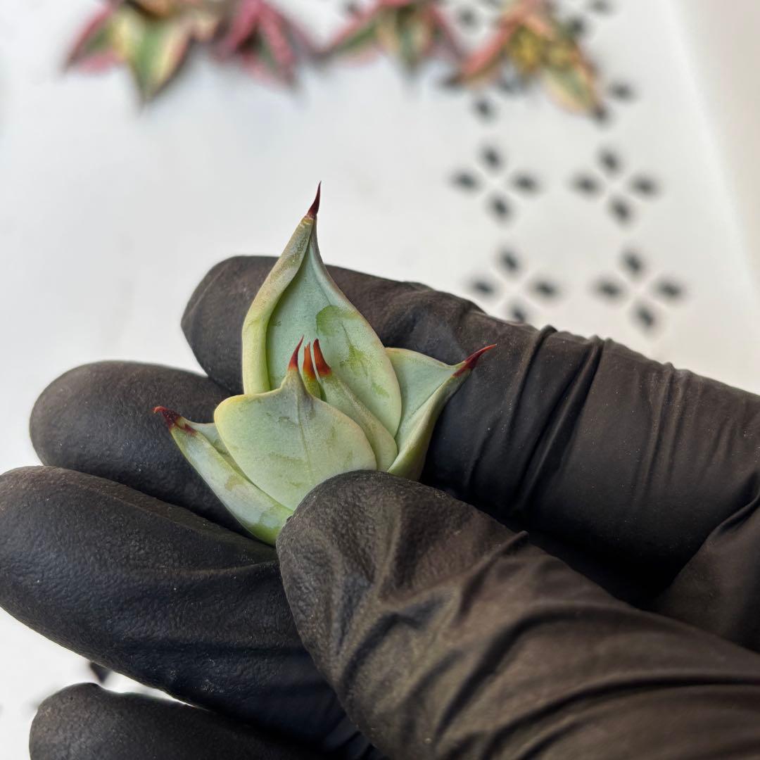 多肉植物 アガベ　チタノタ　姫厳竜 大子株 39株同梱