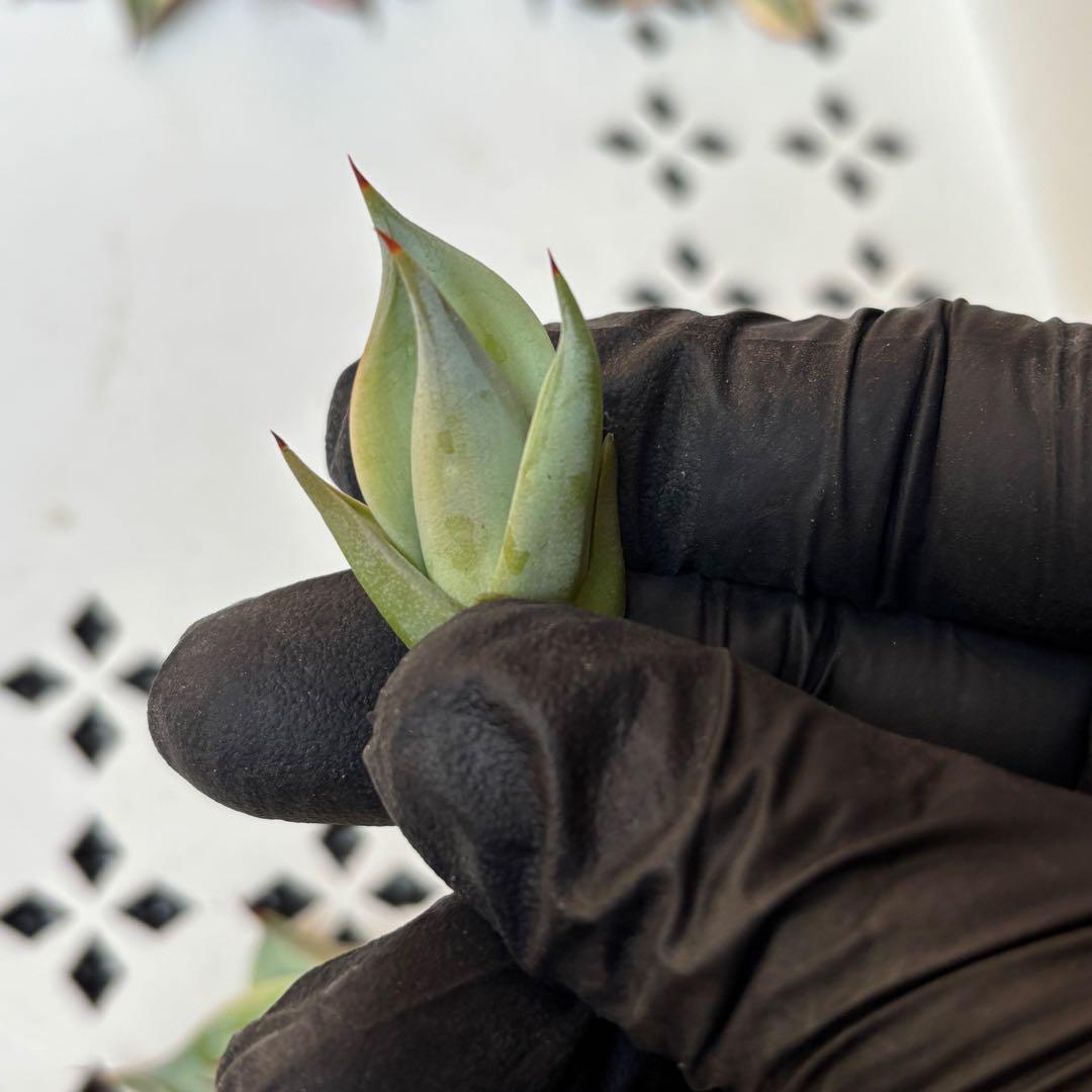 多肉植物 アガベ　チタノタ　姫厳竜 大子株 39株同梱