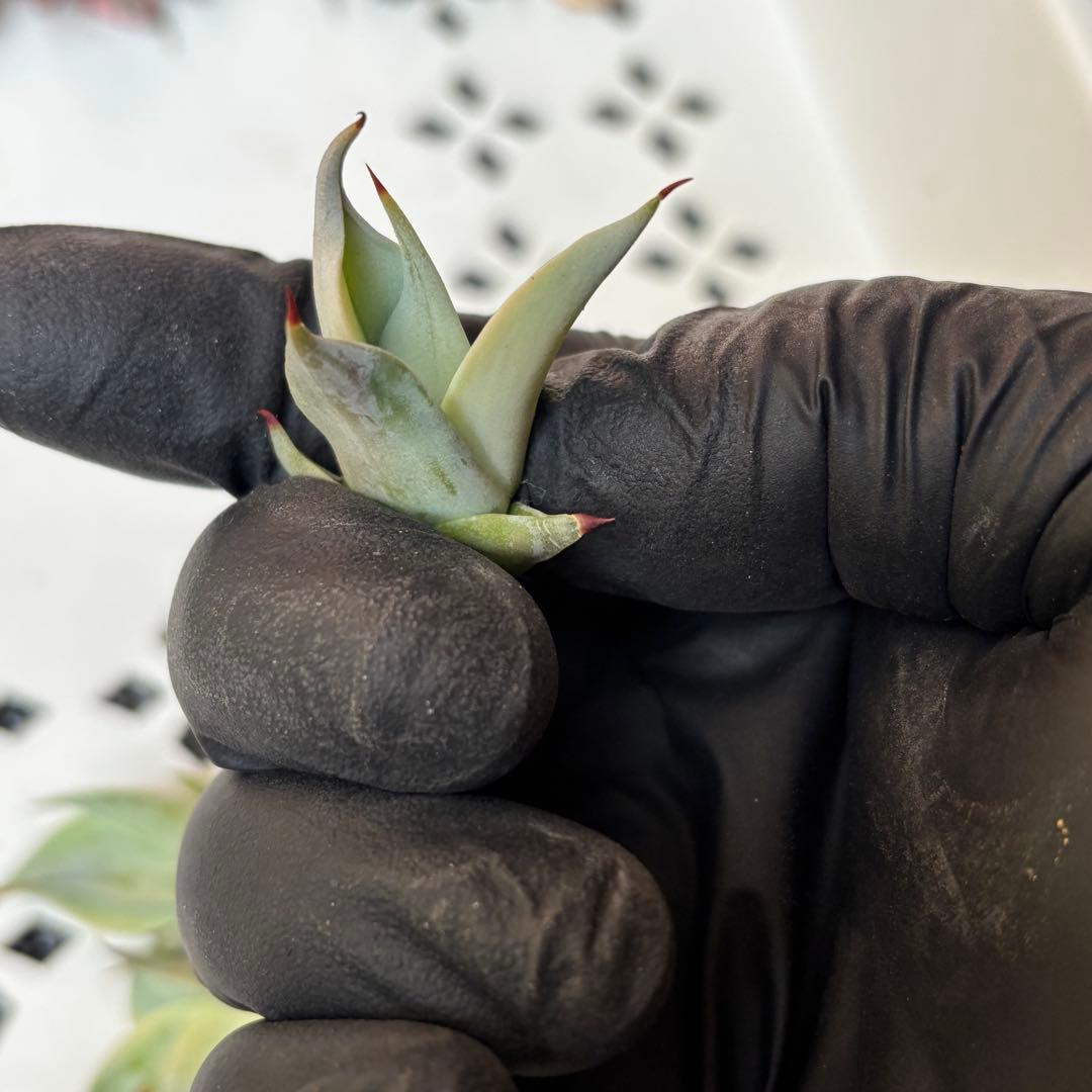 多肉植物 アガベ　チタノタ　姫厳竜 大子株 39株同梱