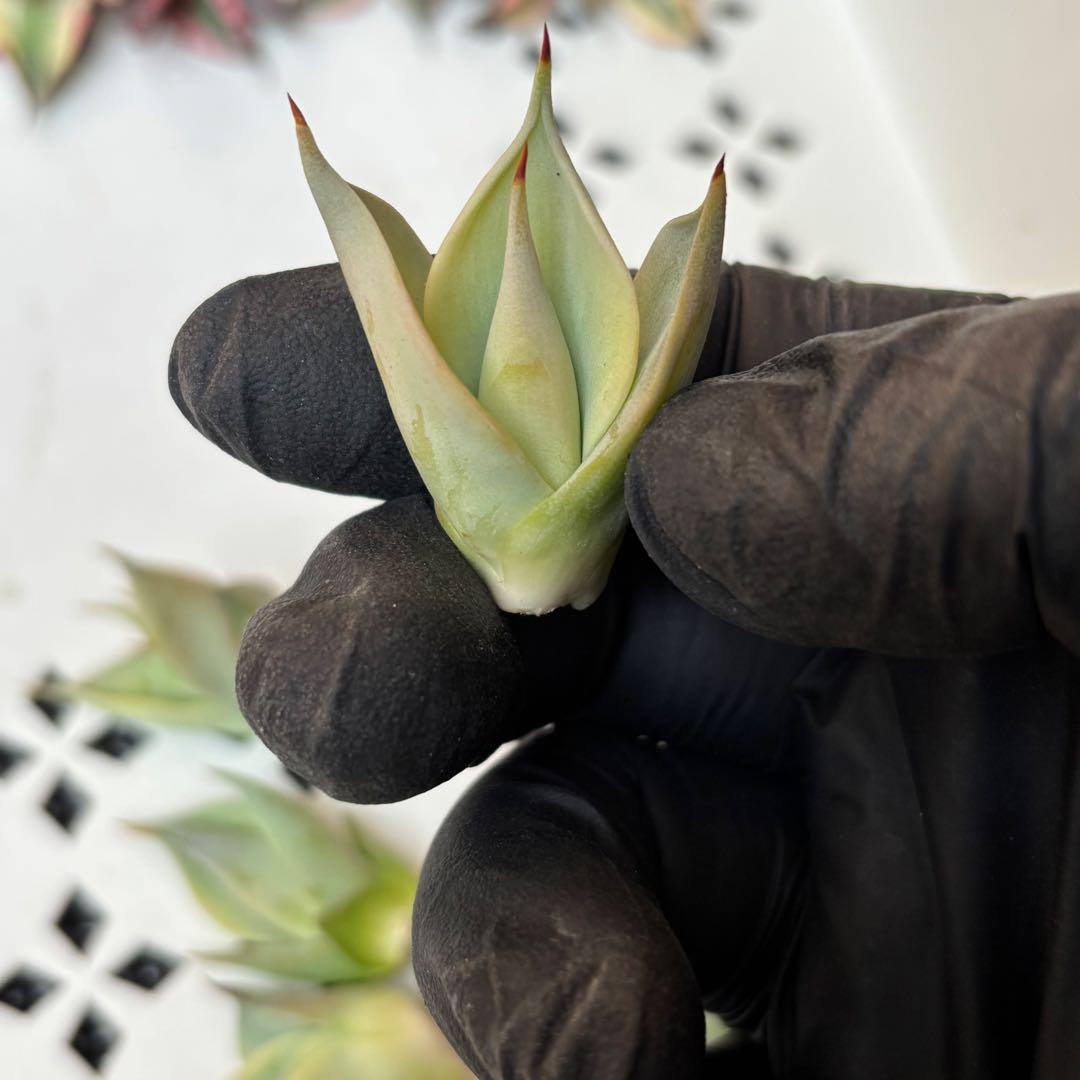 多肉植物 アガベ　チタノタ　姫厳竜 大子株 39株同梱