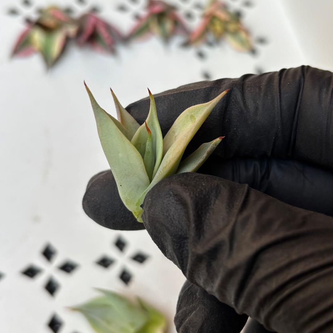 多肉植物 アガベ　チタノタ　姫厳竜 大子株 39株同梱