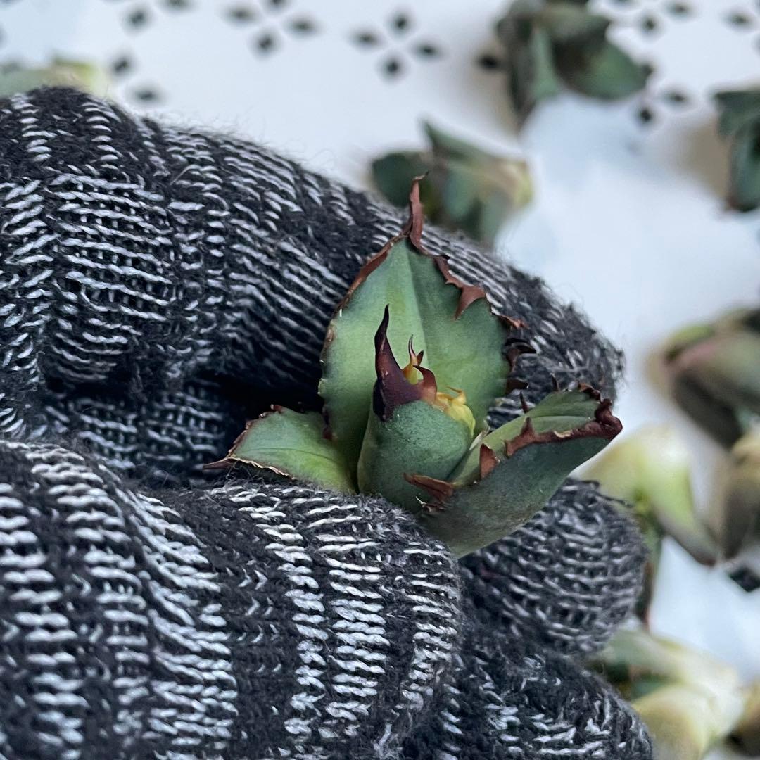 多肉植物 アガベ　チタノタ　姫厳竜 大子株 39株同梱