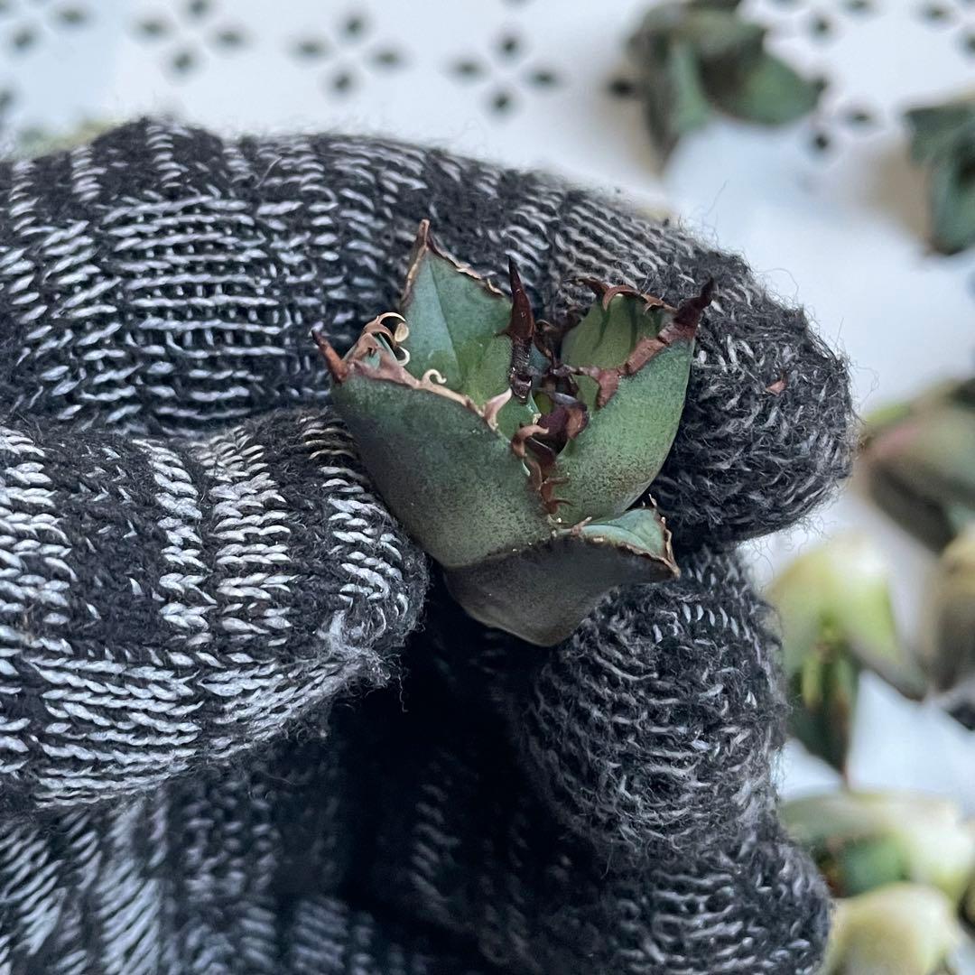 多肉植物 アガベ　チタノタ　姫厳竜 大子株 39株同梱