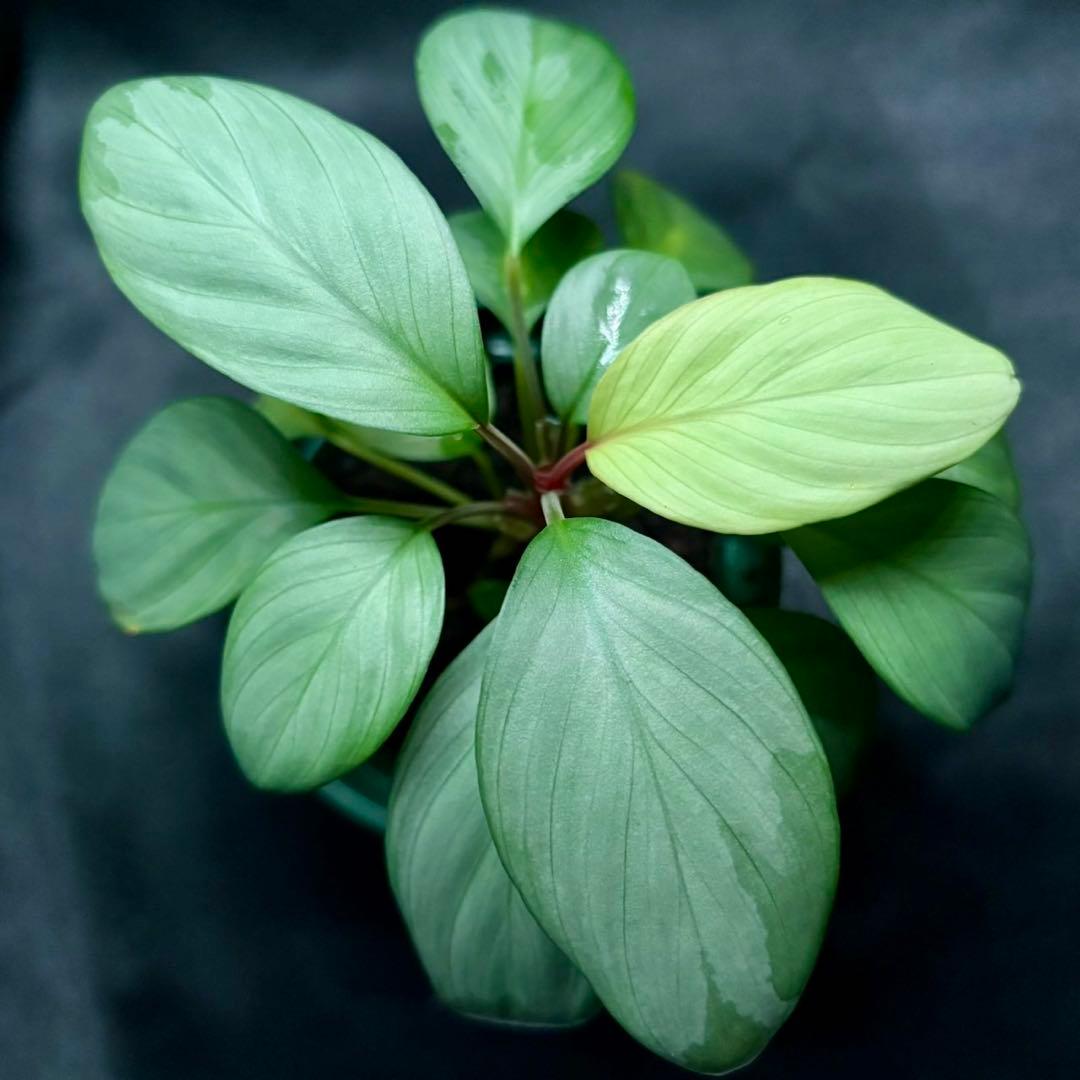 ホマロメナ sp. アチェシルバー