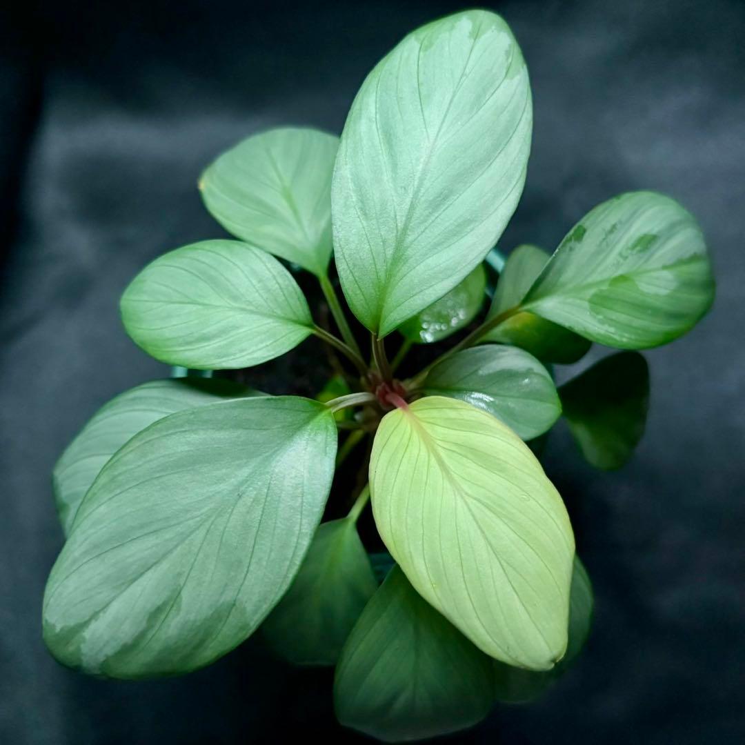 ホマロメナ sp. アチェシルバー