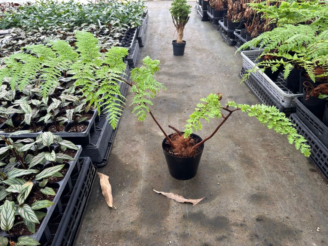 中型シダ植物 ヘゴ　5号　50センチ　現品