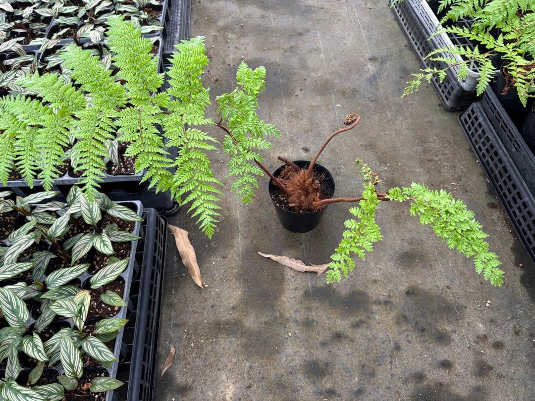 中型シダ植物 ヘゴ　5号　50センチ　現品