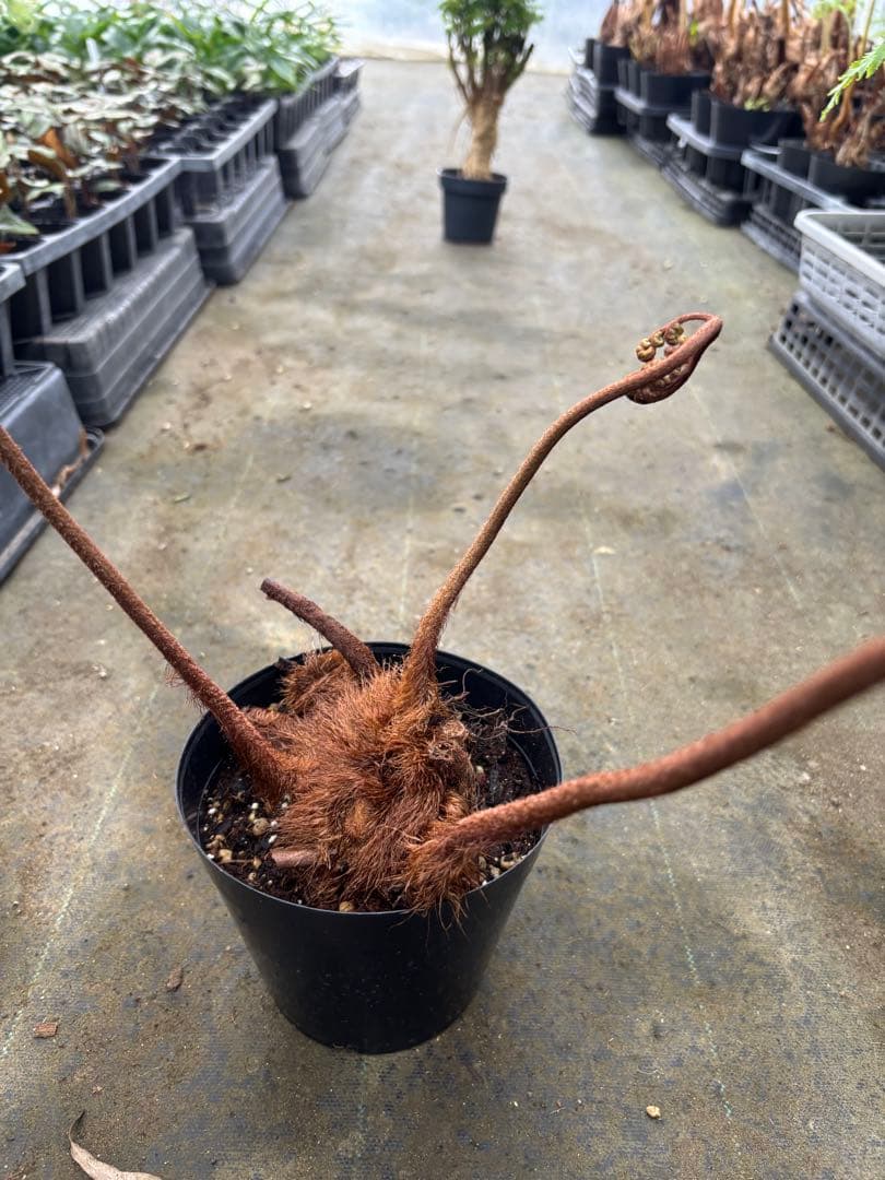 中型シダ植物 ヘゴ　5号　50センチ　現品