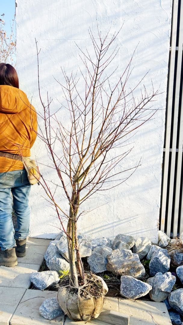 ※ふき様おまとめ専用 超逸品。ヤマモミジ株立ち1.6M(鉢底から)品番B