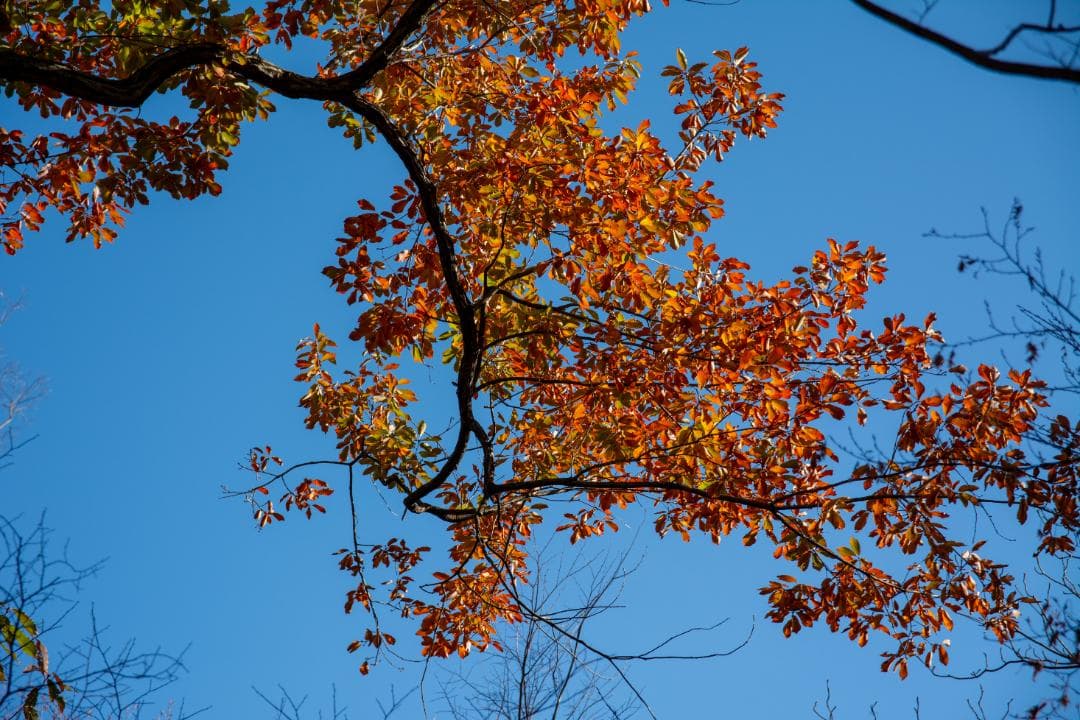 SIGMA 17-70 F2.8-4 DC Contemporary ニコン