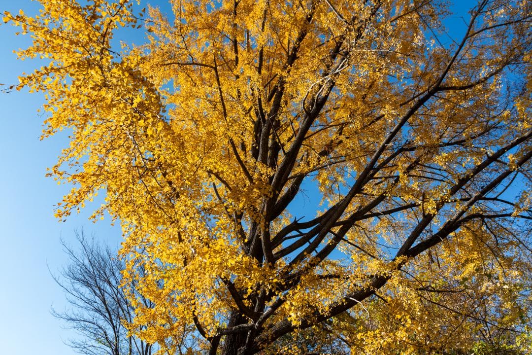 SIGMA 17-70 F2.8-4 DC Contemporary ニコン