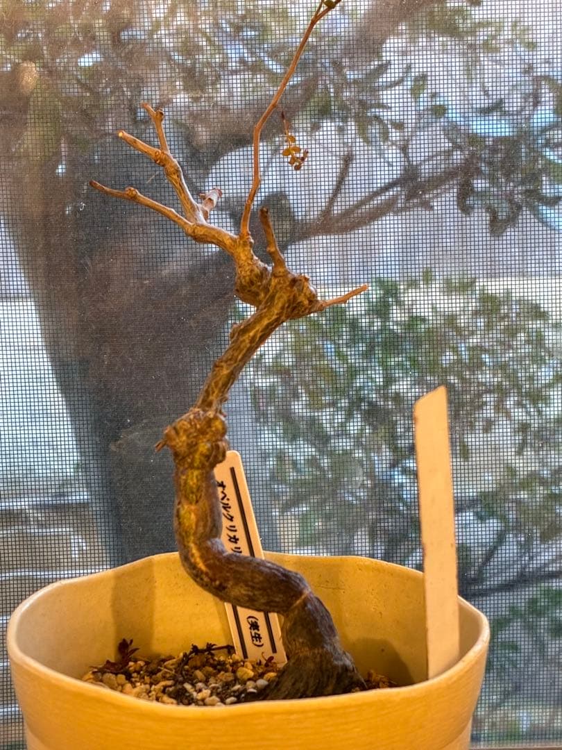 オペルクリカリアパキプス　実生5年もの