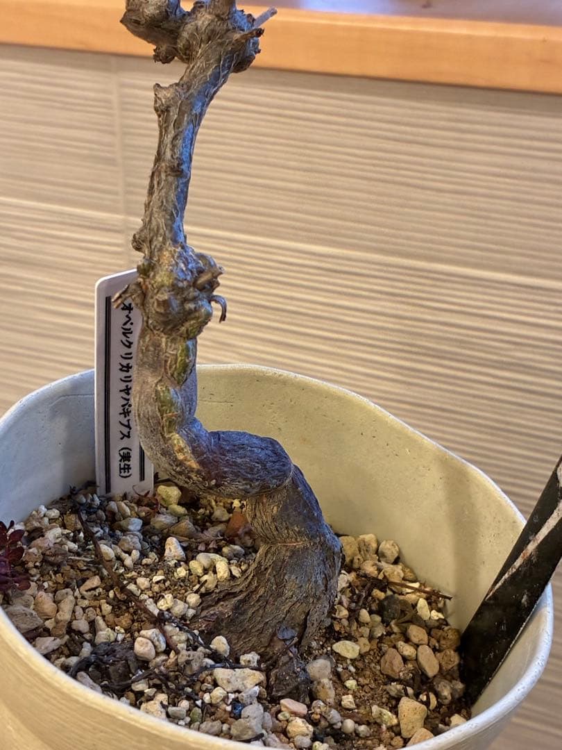 オペルクリカリアパキプス　実生5年もの