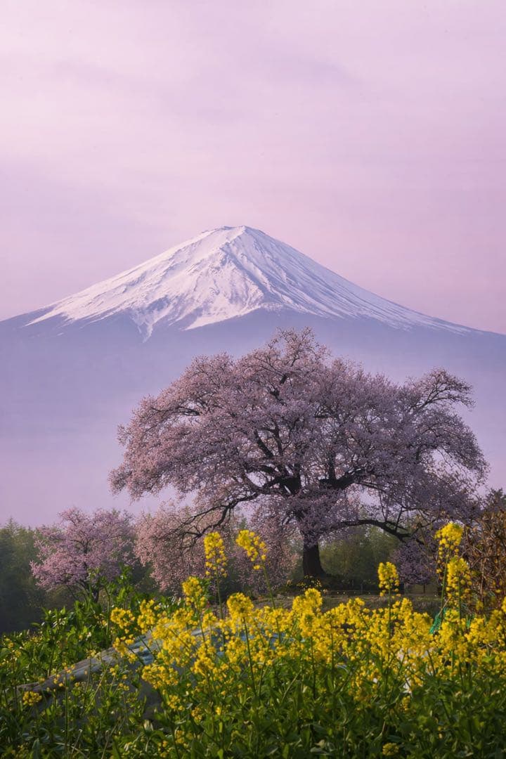 レンズ(ズーム) Nikon AF-S NIKKOR 70-200mm f/2.8 VR II