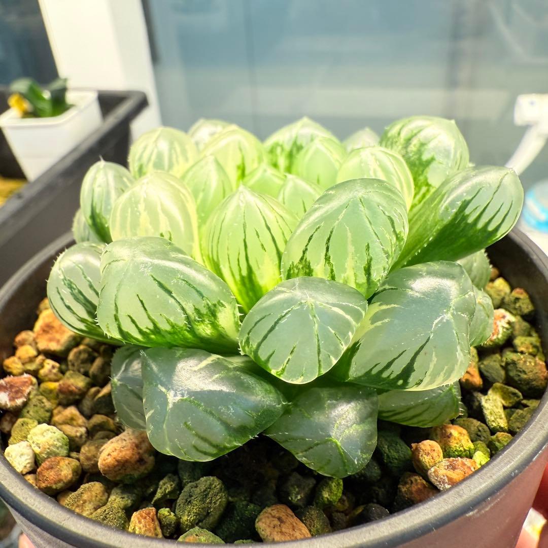 多肉植物 ハオルチア 自宅実生オブツーサ錦 75番 大型種 極上斑 未繁殖苗