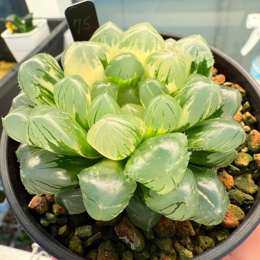 多肉植物 ハオルチア 自宅実生オブツーサ錦 75番 大型種 極上斑 未繁殖苗