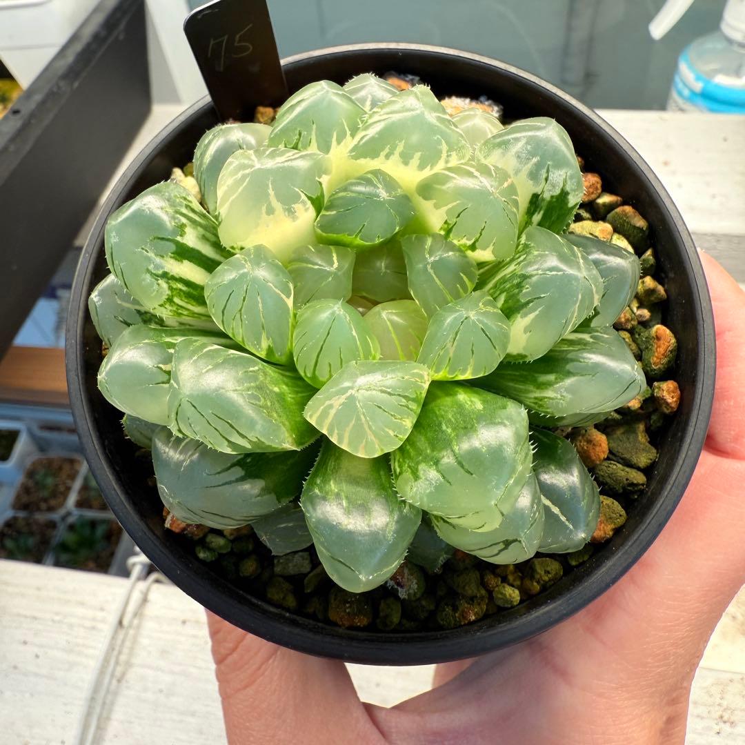 多肉植物 ハオルチア 自宅実生オブツーサ錦 75番 大型種 極上斑 未繁殖苗