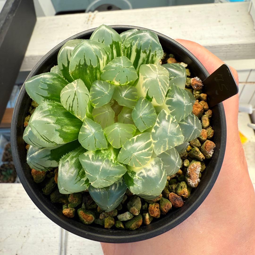 多肉植物 ハオルチア 自宅実生オブツーサ錦 75番 大型種 極上斑 未繁殖苗