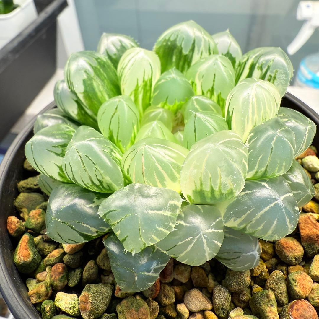 多肉植物 ハオルチア 自宅実生オブツーサ錦 75番 大型種 極上斑 未繁殖苗