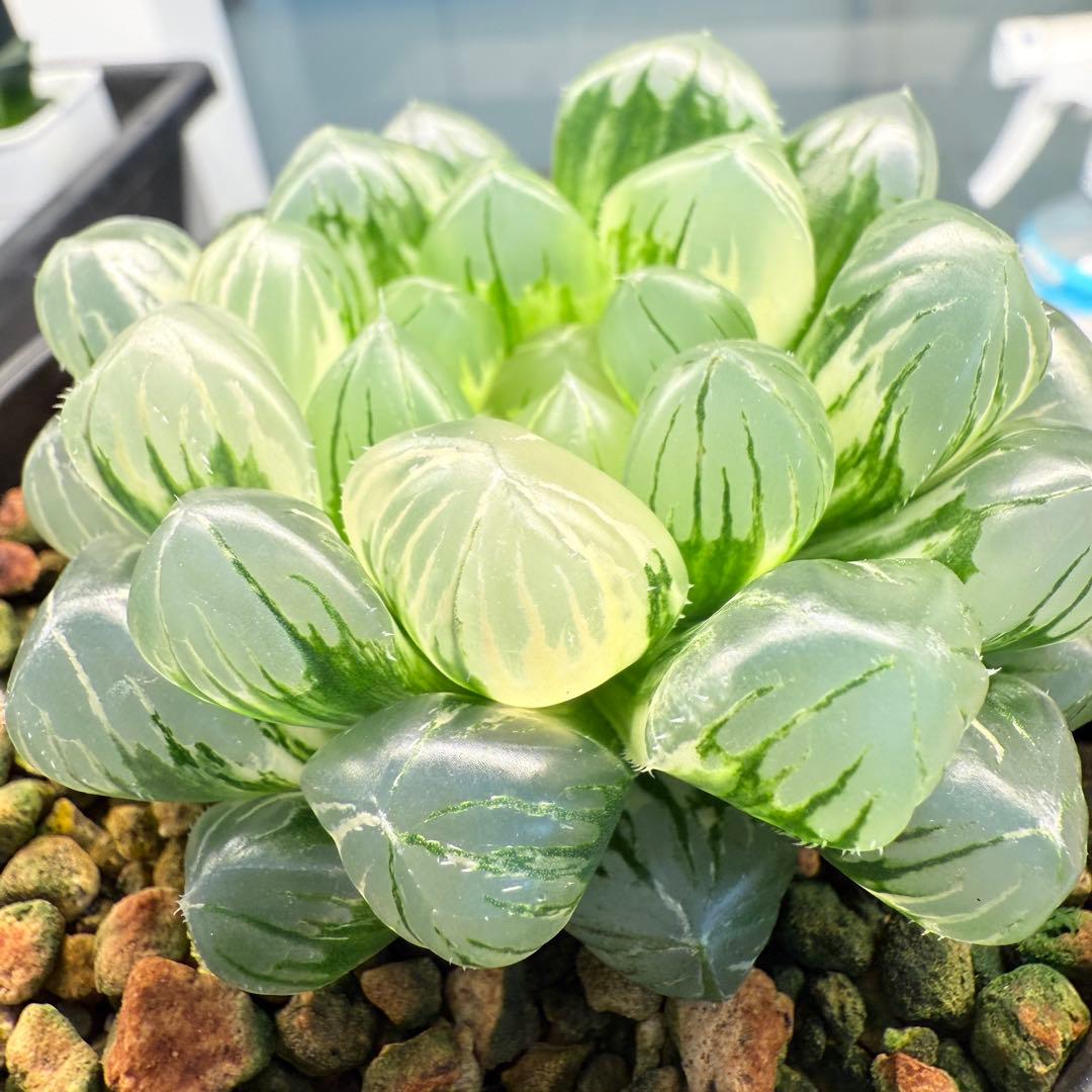 多肉植物 ハオルチア 自宅実生オブツーサ錦 75番 大型種 極上斑 未繁殖苗