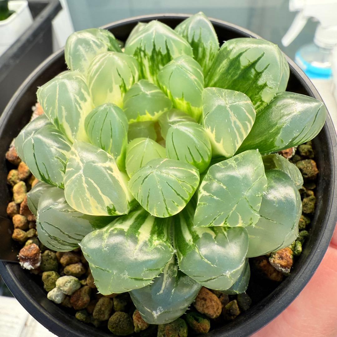 多肉植物 ハオルチア 自宅実生オブツーサ錦 75番 大型種 極上斑 未繁殖苗