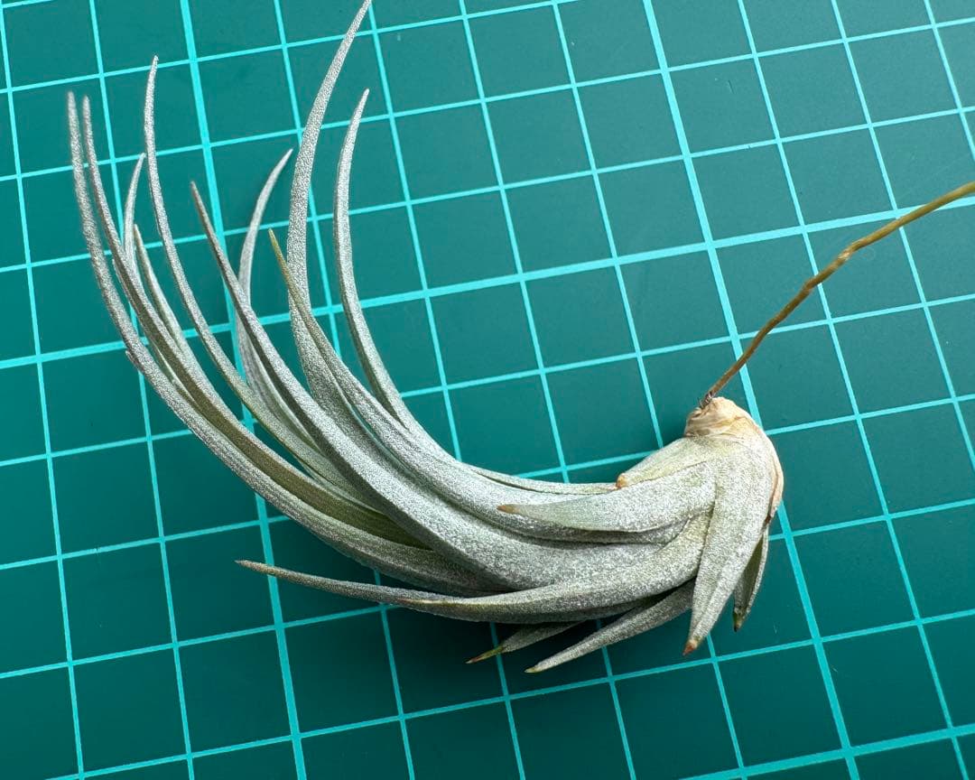 Tillandsia Milagrensis Brazil Wild 速達発送
