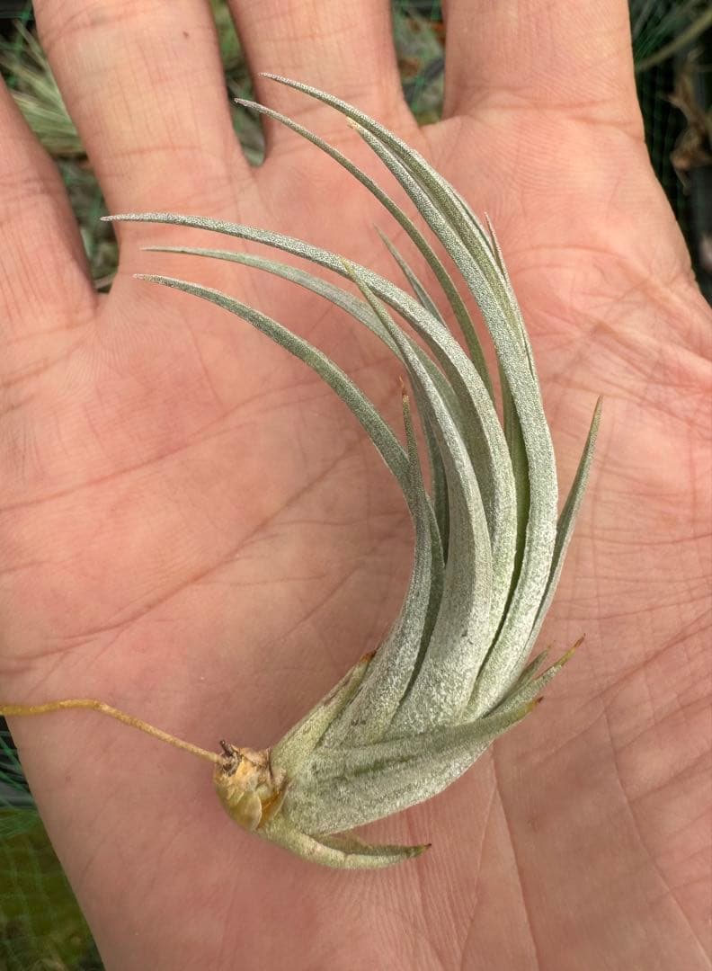 Tillandsia Milagrensis Brazil Wild 速達発送