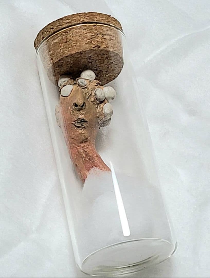 寄生型怪奇蟲　セットB　永野蟲　卵蓄光体　怪奇標本　まとめ5本　芸術作品　標本