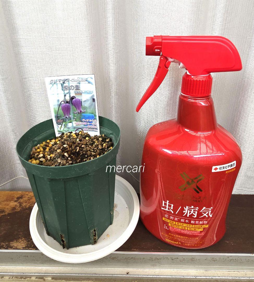 新品種クレマチス　紫の壺　正規品ラベル付き　4号スリット鉢