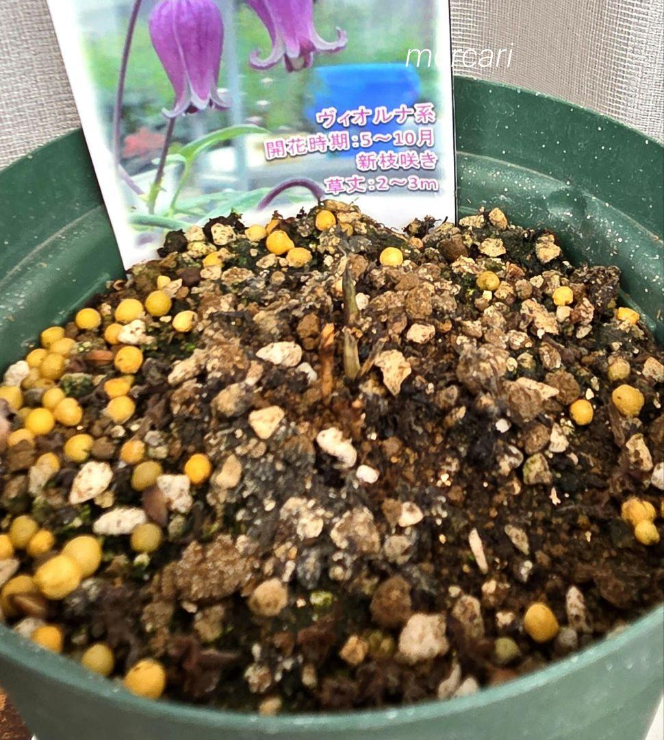 新品種クレマチス　紫の壺　正規品ラベル付き　4号スリット鉢