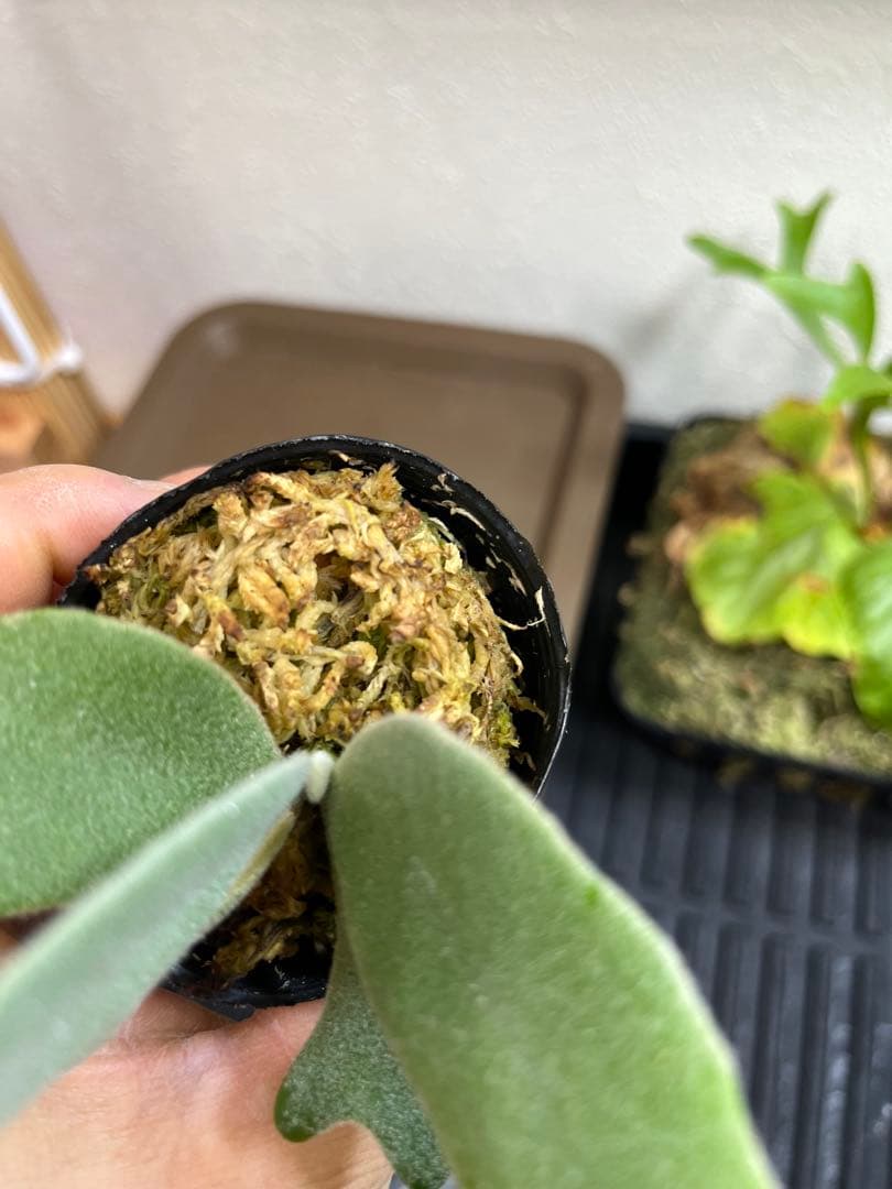 P.wilinckii mix spore select P.AR ビカクシダ