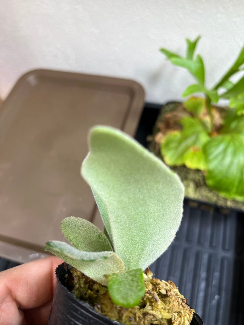 P.wilinckii mix spore select P.AR ビカクシダ