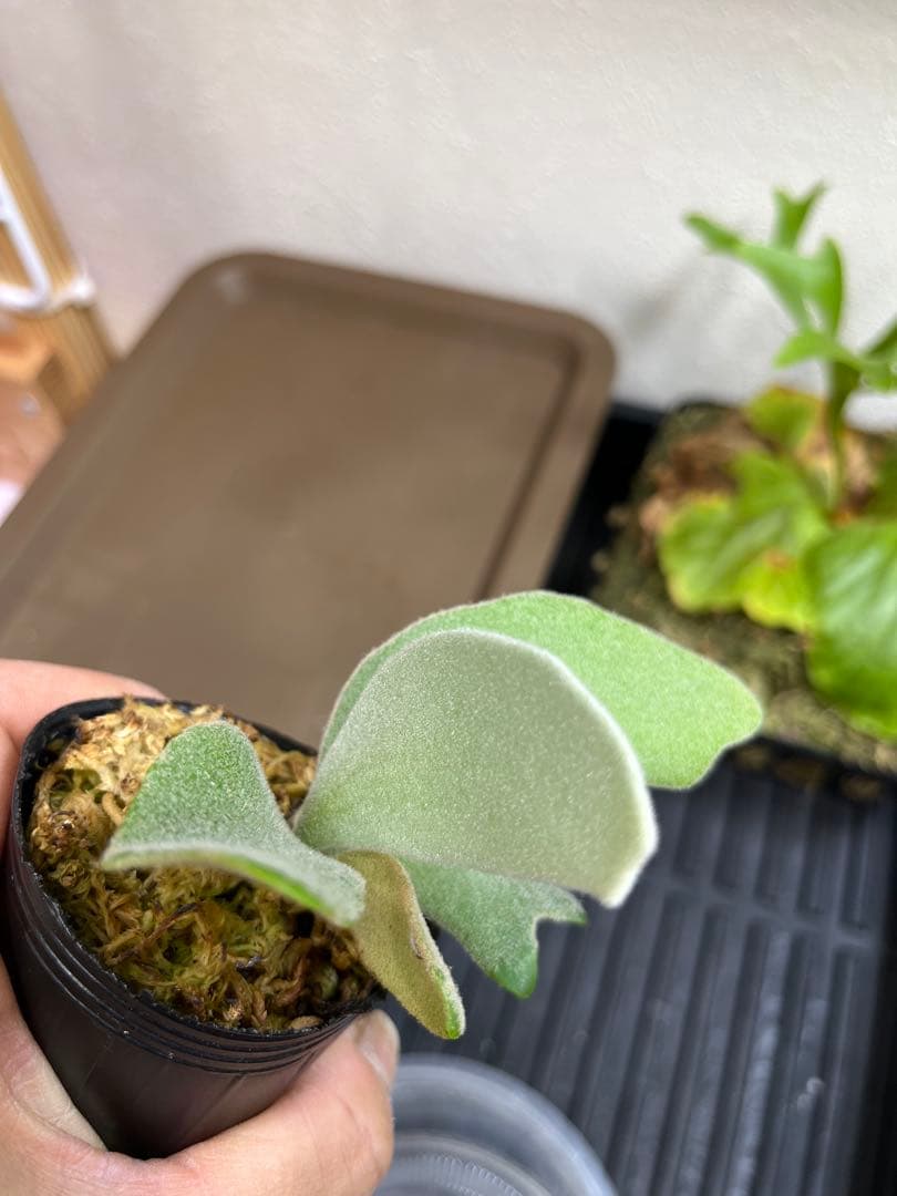 P.wilinckii mix spore select P.AR ビカクシダ