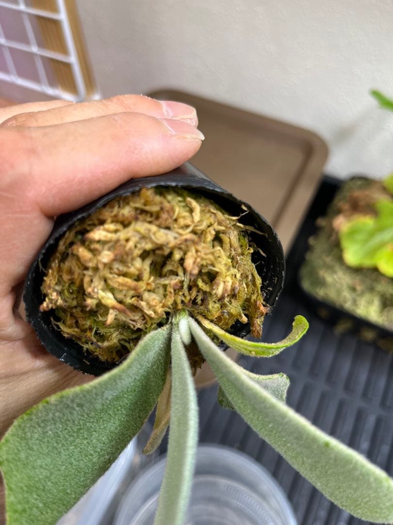 P.wilinckii mix spore select P.AR ビカクシダ