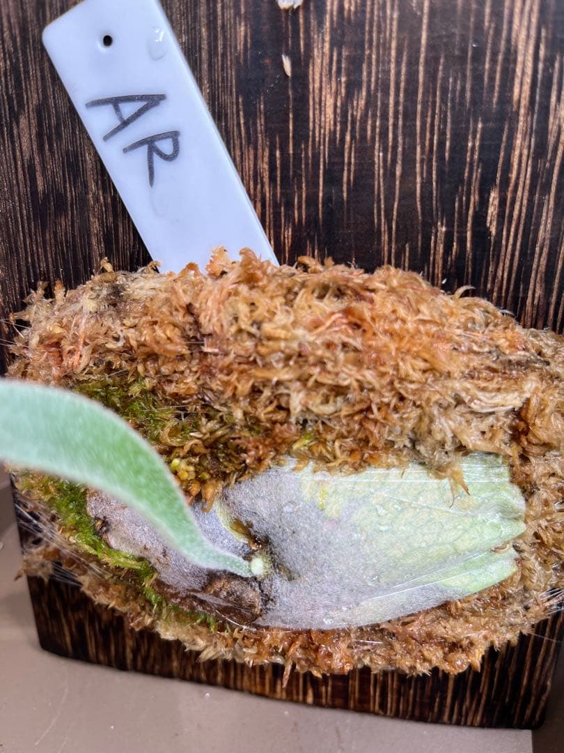 P.wilinckii mix spore select P.AR ビカクシダ