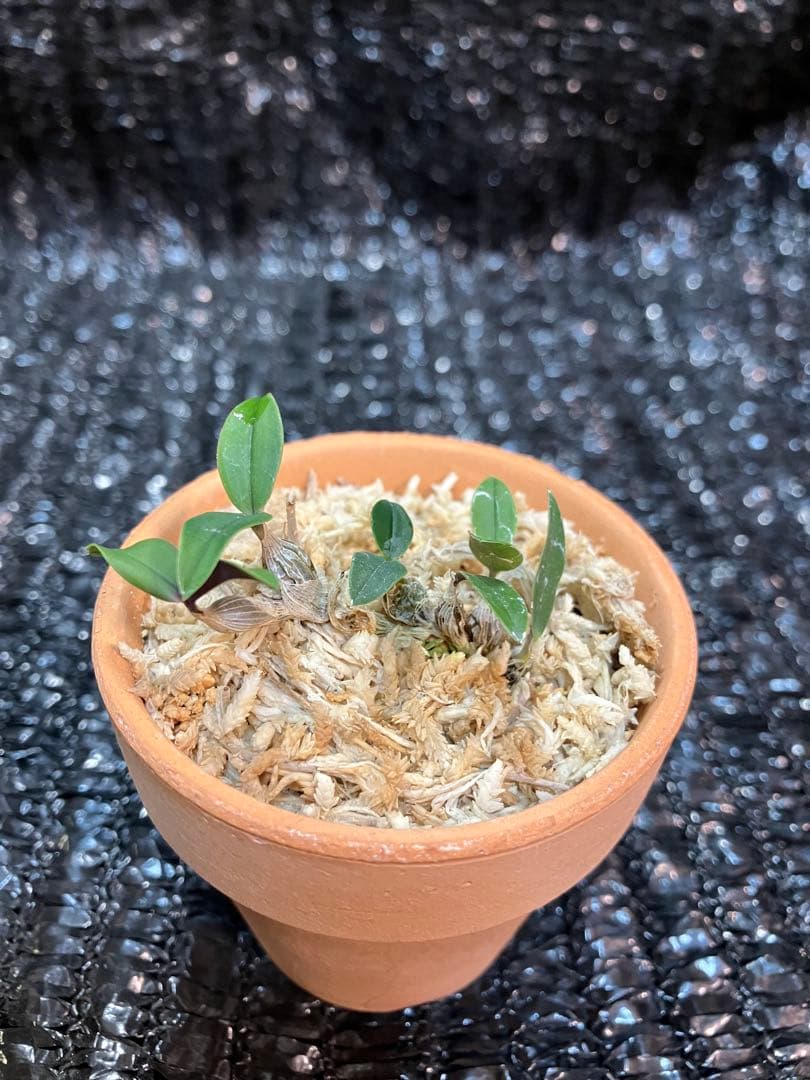 洋蘭原種　Dendrobium leucocyanum デンドロビウム　洋ラン