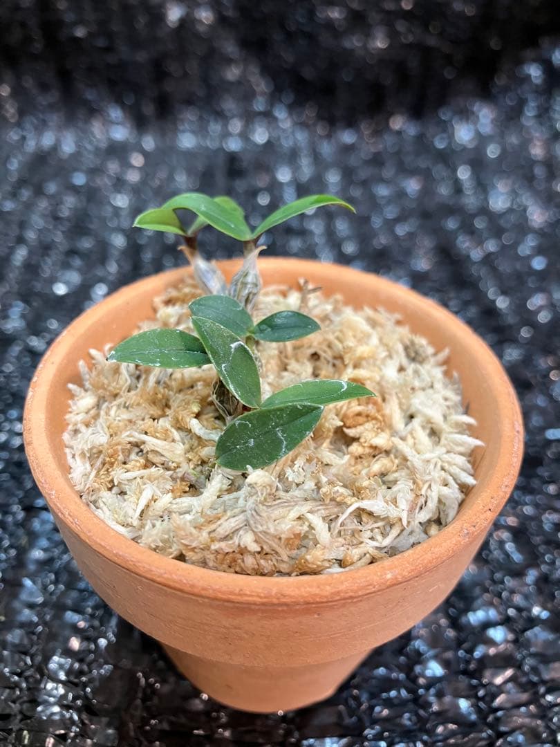 洋蘭原種　Dendrobium leucocyanum デンドロビウム　洋ラン