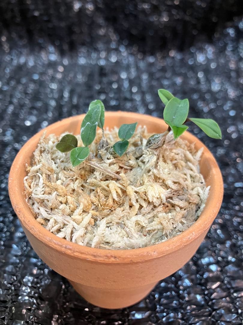洋蘭原種　Dendrobium leucocyanum デンドロビウム　洋ラン
