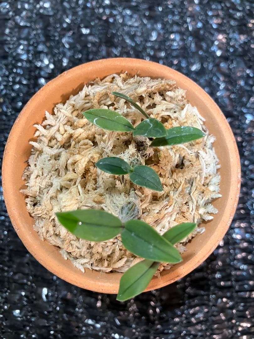 洋蘭原種　Dendrobium leucocyanum デンドロビウム　洋ラン